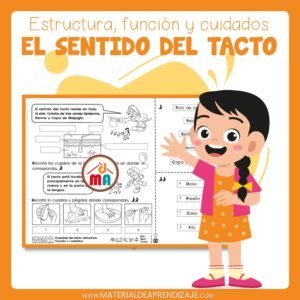 🖐️EI sentido del tacto – Estructura, función y cuidados – 4to de primaria🧬