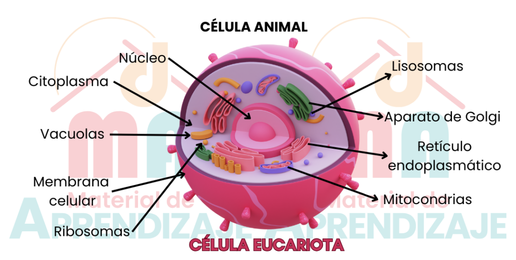 Celula animal