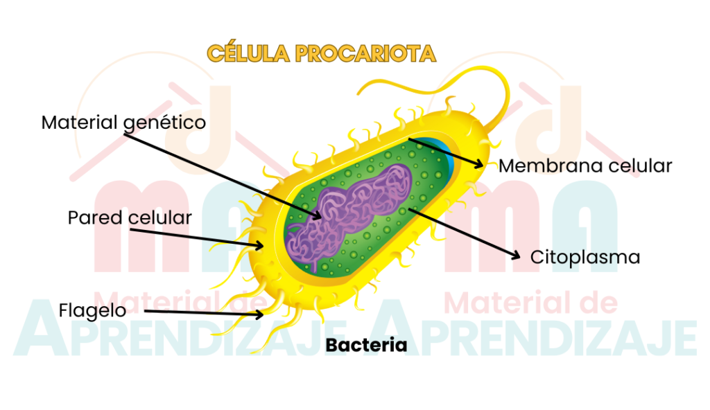 Célula procariota bacteria