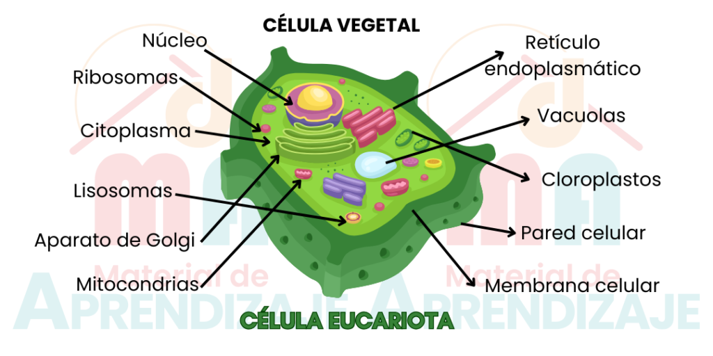 Célula vegetal