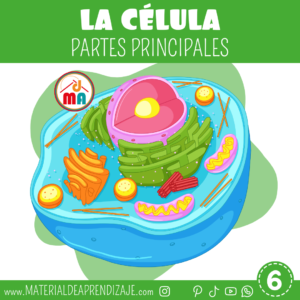 La célula y sus partes principales – 6to grado de primaria.