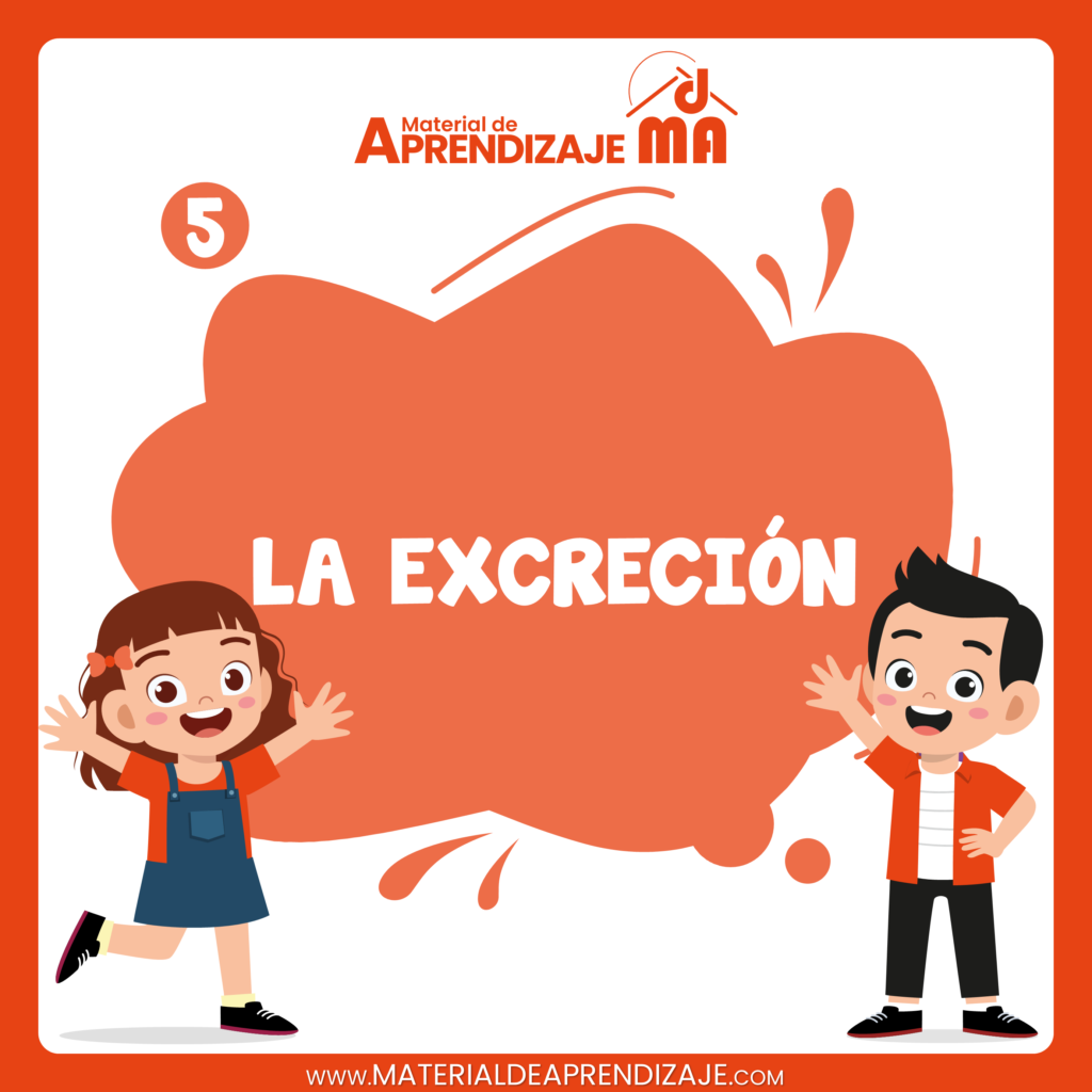 El sistema excretor