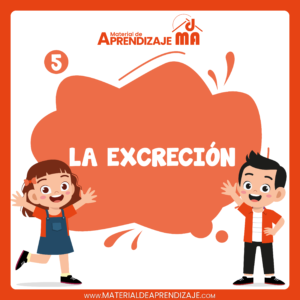 El Sistema Excretor – 5to grado de primaria