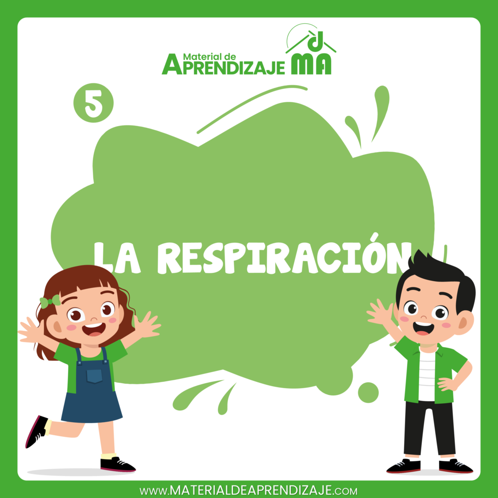 El sistema respiratorio