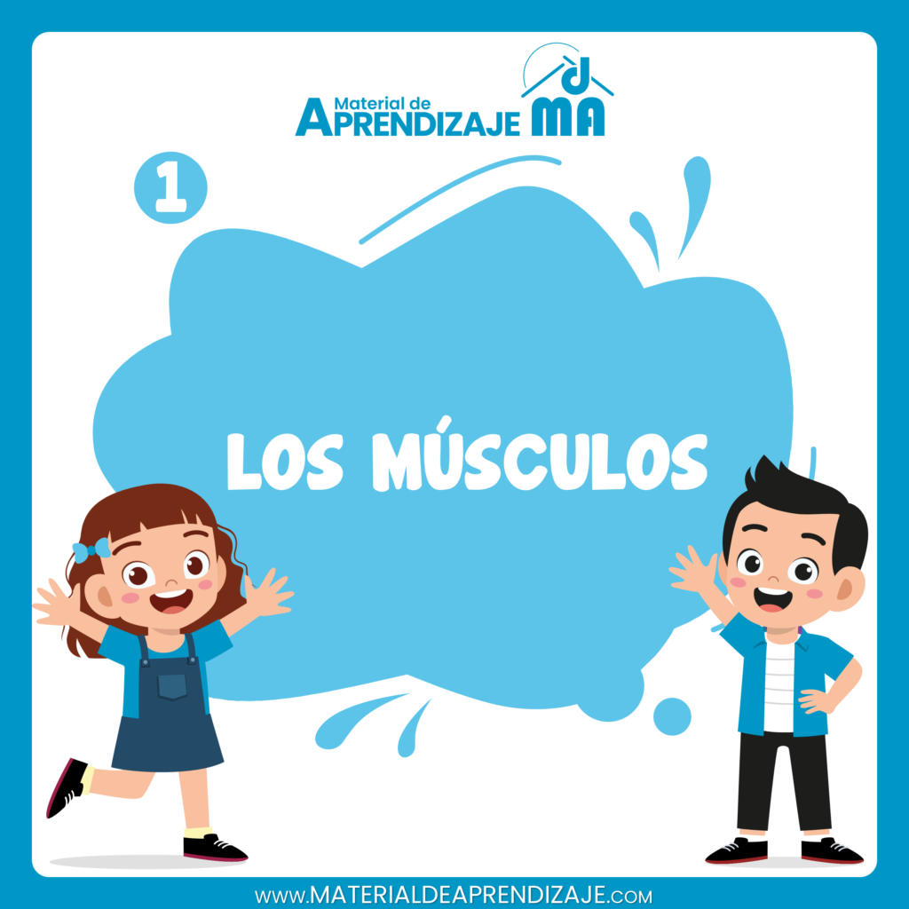 Los músculos