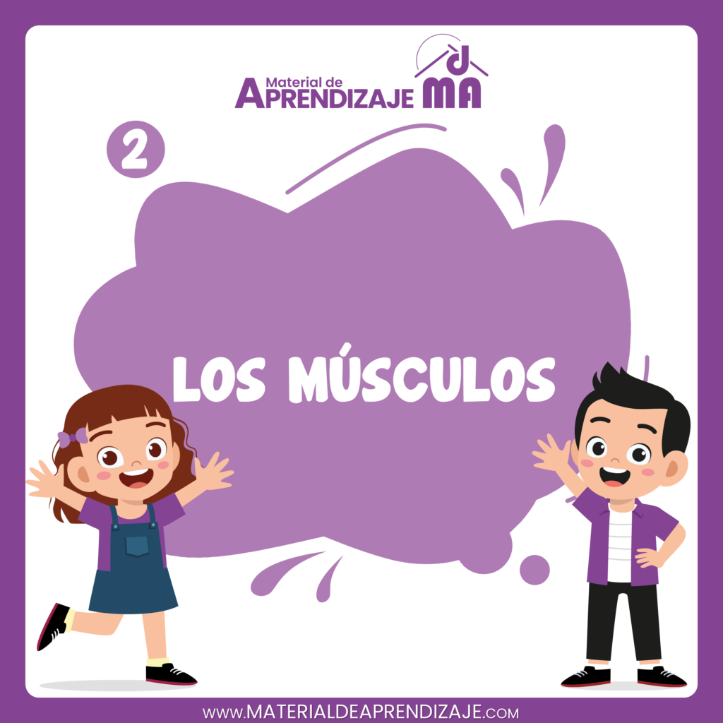 Los músculos 2