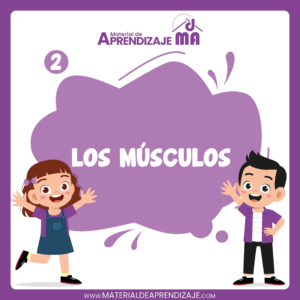 Los músculos – 2do grado de primaria