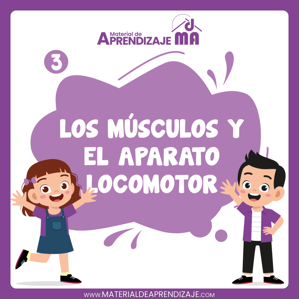 Los músculos y el aparato locomotor 3ro