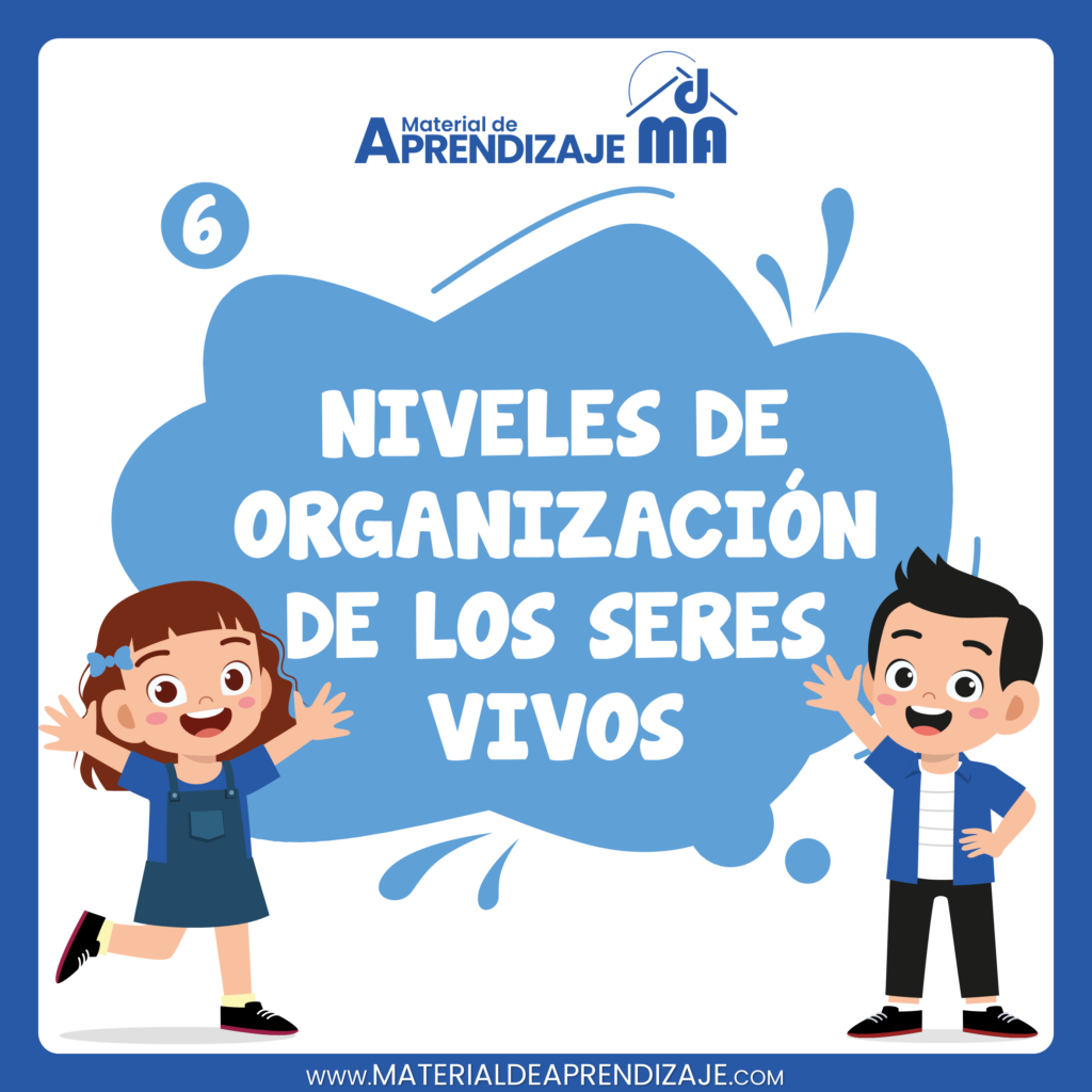 Los niveles de organización de los seres vivos