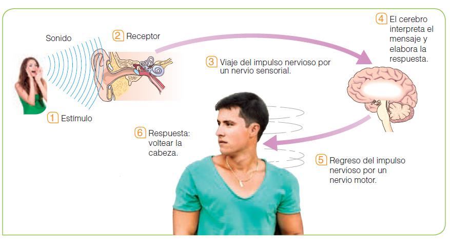 Los estímulos físicos y químicos