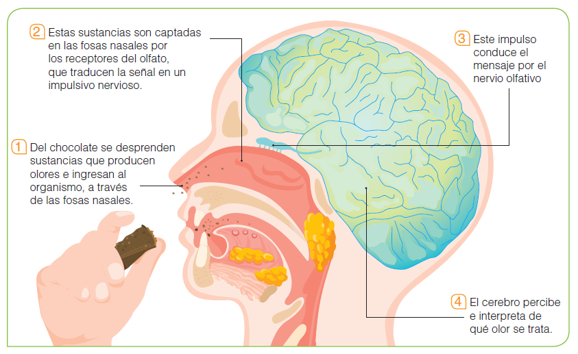 Los estímulos físicos y químicos