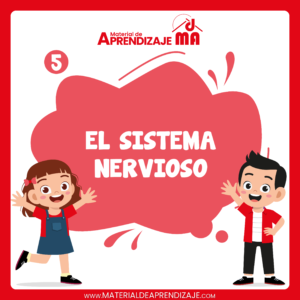 El sistema nervioso 🧠🐿️- 5to de primaria