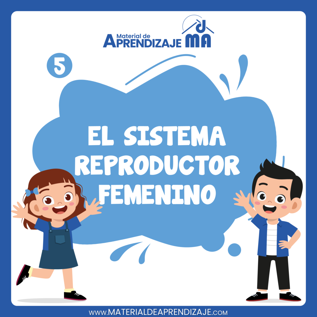 El sistema reproductor femenino 5to