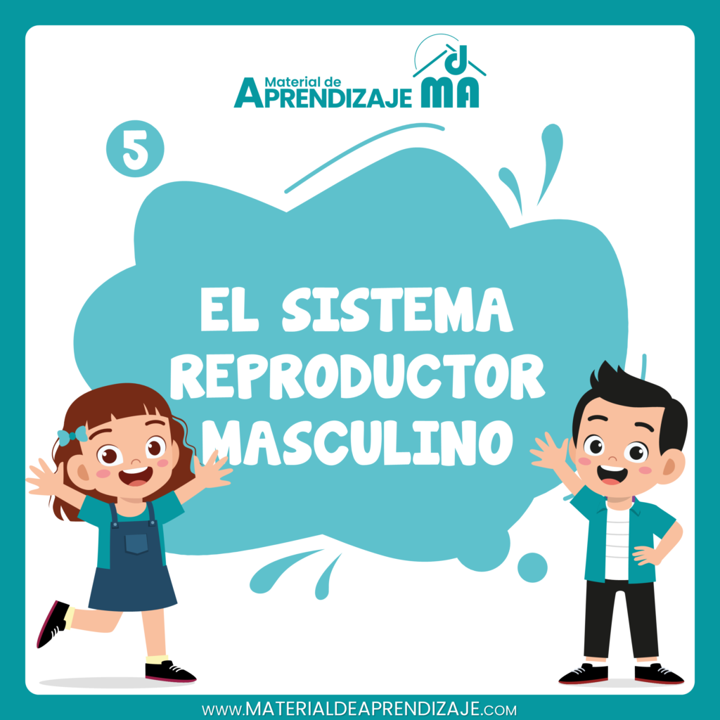 El sistema reproductor masculino 5to