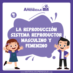 🌱La reproducción: sistema reproductor masculino y femenino – 4to de primaria👶