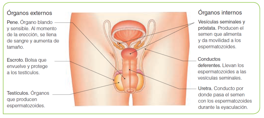 La reproducción: sistema reproductor masculino y femenino