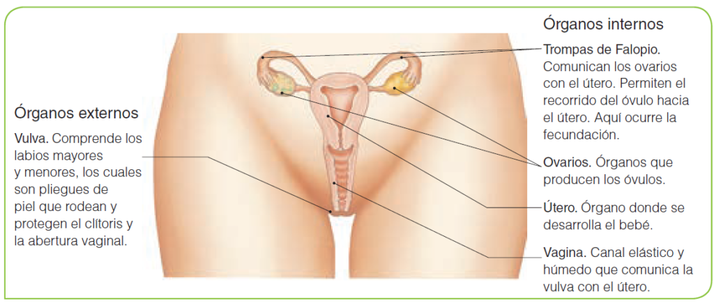 La reproducción: sistema reproductor masculino y femenino