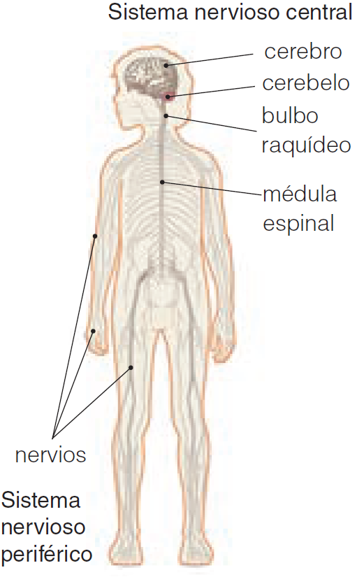 El sistema nervioso central