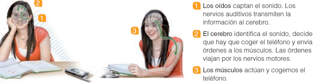 La transmisión de la información - cómo viajan los mensajes en nuestro cuerpo - 6to de primaria🧠⚡ 2 image 5